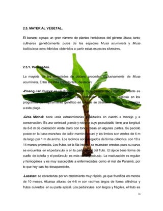 16
2.5. MATERIAL VEGETAL.
El banano agrupa un gran número de plantas herbáceas del género Musa, tanto
cultivares genéticamente puros de las especies Musa acuminata y Musa
balbisiana como híbridos obtenidos a partir estas especies silvestres.
2.5.1. Variedades.
La mayoría de las variedades de plátano proceden exclusivamente de Musa
acuminata. Entre las más importantes, destacan:
-Pisang Jari Buaya: es un diploide natural cuya característica más importante es
su alta resistencia a nematodos. Esta condición la hace muy valiosa en los
programas de mejoramiento genético en los que se desean incorporar resistencia
a esta plaga.
-Gros Michel: tiene unas extraordinarias cualidades en cuanto a manejo y a
conservación. Es una variedad grande y robusta cuyo pseudotallo tiene una longitud
de 6-8 m de coloración verde claro con tonos rosas en algunas partes. Su peciolo
posee en la base manchas de color marrón oscuro y los limbos son verdes de 4 m
de largo por 1 m de ancho. Los racimos son alargados de forma cilíndrica con 10 a
14 manos promedio. Los frutos de la fila interna se muestran erectos pues su curva
se encuentra en el pedúnculo y en la parte basal del fruto. El ápice tiene forma de
cuello de botella y el pedúnculo es más corto y robusto. La maduración es regular
y homogénea y es muy susceptible a enfermedades como el mal de Panamá, por
lo que hoy casi ha desaparecido.
-Lacatan: se caracteriza por un crecimiento muy rápido, ya que fructifica en menos
de 10 meses. Alcanza alturas de 4-6 m con racimos largos de forma cilíndrica y
frutos curvados en su parte apical. Los pedúnculos son largos y frágiles, el fruto es
 