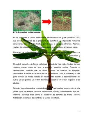 23
2.7.4. Control de malas hierbas.
En los platanares el control de las malas hierbas resulta un grave problema. Dado
que el sistema radical de la platanera es superficial, es importante reducir la
competencia con las malas hierbas por el agua, la luz y los nutrientes. Además,
muchas de estas plantas son hospedadoras de enfermedades e insectos plaga.
El manejo de malas hierbas debe realizarse mediante la integración de métodos
culturales, mecánicos y químicos y su efectividad dependerá de la oportunidad y
eficiencia con que se realicen.
El control manual es la forma tradicional de controlar las malas hierbas aunque
requiere mucha mano de obra y presenta elevados costes. Presenta el
inconveniente, además, que en climas lluviosos las malezas se recuperan
rápidamente. Consiste en la utilización de herramientas como el machete y la rula
para eliminar las malas hierbas. Se recomienda durante el establecimiento del
cultivo ya que permite un control de malezas selectivo sin causar perjuicios a las
plantas.
También es posible realizar un control cultura, el cual consiste en proporcionar a la
planta todas las ventajas para que se desarrolle rápida y uniformemente. Por ello,
involucra aspectos tales como la obtención de semillas de buena calidad,
fertilización, distancias de siembra y el uso de coberturas.
 
