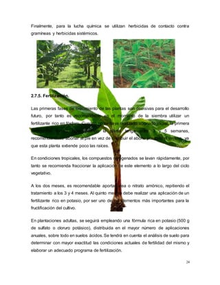 24
Finalmente, para la lucha química se utilizan herbicidas de contacto contra
gramíneas y herbicidas sistémicos.
2.7.5. Fertilización.
Las primeras fases de crecimiento de las plantas son decisivas para el desarrollo
futuro, por tanto es recomendable en el momento de la siembra utilizar un
fertilizante rico en fósforo. Cuando no se haya realizado abonado inicial, la primera
fertilización tendrá lugar cuando la planta tenga entre 3 y 5 semanas,
recomendándose abonar al pie en vez de distribuir el abono por todo el terreno, ya
que esta planta extiende poco las raíces.
En condiciones tropicales, los compuestos nitrogenados se lavan rápidamente, por
tanto se recomienda fraccionar la aplicación de este elemento a lo largo del ciclo
vegetativo.
A los dos meses, es recomendable aportar urea o nitrato amónico, repitiendo el
tratamiento a los 3 y 4 meses. Al quinto mes se debe realizar una aplicación de un
fertilizante rico en potasio, por ser uno de los elementos más importantes para la
fructificación del cultivo.
En plantaciones adultas, se seguirá empleando una fórmula rica en potasio (500 g
de sulfato o cloruro potásico), distribuida en el mayor número de aplicaciones
anuales, sobre todo en suelos ácidos. Se tendrá en cuenta el análisis de suelo para
determinar con mayor exactitud las condiciones actuales de fertilidad del mismo y
elaborar un adecuado programa de fertilización.
 