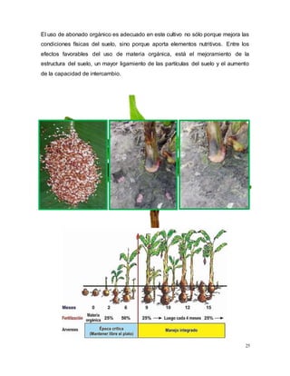 25
El uso de abonado orgánico es adecuado en este cultivo no sólo porque mejora las
condiciones físicas del suelo, sino porque aporta elementos nutritivos. Entre los
efectos favorables del uso de materia orgánica, está el mejoramiento de la
estructura del suelo, un mayor ligamiento de las partículas del suelo y el aumento
de la capacidad de intercambio.
 