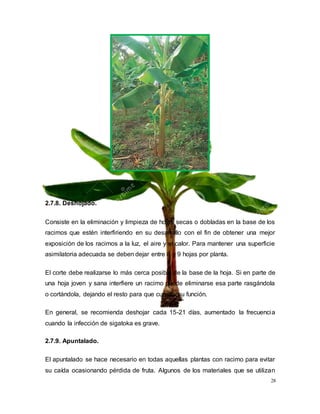 28
2.7.8. Deshojado.
Consiste en la eliminación y limpieza de hojas secas o dobladas en la base de los
racimos que estén interfiriendo en su desarrollo con el fin de obtener una mejor
exposición de los racimos a la luz, el aire y el calor. Para mantener una superficie
asimilatoria adecuada se deben dejar entre 8 y 9 hojas por planta.
El corte debe realizarse lo más cerca posible de la base de la hoja. Si en parte de
una hoja joven y sana interfiere un racimo puede eliminarse esa parte rasgándola
o cortándola, dejando el resto para que cumpla su función.
En general, se recomienda deshojar cada 15-21 días, aumentado la frecuencia
cuando la infección de sigatoka es grave.
2.7.9. Apuntalado.
El apuntalado se hace necesario en todas aquellas plantas con racimo para evitar
su caída ocasionando pérdida de fruta. Algunos de los materiales que se utilizan
 
