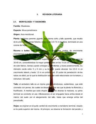 2
II. REVISION LITERARIA
2.1. MORFOLOGÍA Y TAXONOMÍA
Familia: Musáceas.
Especie: Musa paradisiaca.
Origen: Asia meridional.
Planta: herbácea perenne gigante, con rizoma corto y tallo aparente, que resulta
de la unión de las vainas foliares, cónico y de 3,5-7,5 m de altura, terminado en una
corona de hojas.
Rizoma o bulbo: tallo subterráneo con numerosos puntos de crecimiento
(meristemos) que dan origen a pseudotallos, raíces y yemas vegetativas.
Sistema radicular: posee raíces superficiales que se distribuyen en una capa de
30-40 cm, concentrándose la mayor parte de ellas en los 15-20 cm. Las raíces son
de color blanco, tiernas cuando emergen y amarillentas y duras posteriormente. Su
diámetro oscila entre 5 y 8 mm y su longitud puede alcanzar los 2,5-3 m en
crecimiento lateral y hasta 1,5 m en profundidad. El poder de penetración de las
raíces es débil, por lo que la distribución radicular está relacionada con la textura y
estructura del suelo.
Tallo: el verdadero tallo es un rizoma grande, almidonoso, subterráneo, que está
coronado con yemas, las cuales se desarrollan una vez que la planta ha florecido y
fructificado. A medida que cada chupón del rizoma alcanza la madurez, su yema
terminal se convierte en una inflorescencia al ser empujada hacia arriba desde el
interior del suelo por el alargamiento del tallo, hasta que emerge arriba del
pseudotallo.
Hojas: se originan en el punto central de crecimiento o meristemo terminal, situado
en la parte superior del rizoma. Al principio, se observa la formación del pecíolo y
 
