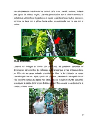 29
para el apuntalado son la caña de bambú, caña brava, pambil, alambre, piola de
yute y piola de plástico o nylon. Los más generalizados son la caña de bambú y la
caña brava, utilizándose dos palancas o cuajes según la variedad cultiva colocados
en forma de tijera con el vértice hacia arriba, en posición tal que no tope con el
racimo.
2.7.10. Enfundado.
Consiste en proteger el racimo con una funda de polietileno perforada de
dimensiones convenientes. Se ha llegado a comprobar que la fruta enfundada tiene
un 10% más de peso, estando además ésta libre de la incidencia de daños
causados por insectos, hojas y productos químicos, presentando un aspecto limpio
y de excelente calidad. La época más adecuada para realizar el enfunde es cuando
se produce la caída de la tercera bráctea de la inflorescencia y queda abierta la
correspondiente mano.
 