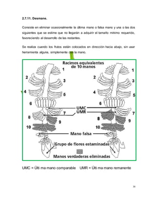 30
2.7.11. Desmane.
Consiste en eliminar ocasionalmente la última mano o falsa mano y una o las dos
siguientes que se estime que no llegarán a adquirir el tamaño mínimo requerido,
favoreciendo al desarrollo de las restantes.
Se realiza cuando los frutos están colocados en dirección hacia abajo, sin usar
herramienta alguna, simplemente con la mano.
UMC = Últi ma mano comparable UMR = Últi ma mano remanente
 
