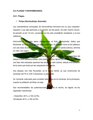 31
2.8. PLAGAS Y ENFERMEDADES.
2.8.1. Plagas.
 Thrips (Hercinothrips femoralis)
Las características principales de Hercinothrips femoralis son su pico chupador-
raspador u sus alas plumosas y en número de dos pares, de color marrón oscuro.
Su tamaño es de 1,5 mm. Las larvas son de color amarillento translúcido y no son
voladoras.
Hercinothrips femoralis ataca directamente al fruto, produciendo daños que
fácilmente se confunden con los de la araña roja. El daño se inicia en los plátanos
con una zona de color plateado, que después pasa a color pardo-cobrizo y termina
en color casi negro.
El daño del thrips se diferencia del de la araña roja, en que en la primera fase del
ataque o zona plateada existen unos puntos negros, típicos del ataque de thrips; en
una fase más avanzada aparecen las zonas de color cobrizo, debido a la oxidación
de la savia que brota por las raspaduras del insecto.
Sus ataques son más frecuentes en la época otoñal, ya que condiciones de
humedad del 70 % ó 80 % favorecen su desarrollo.
Un momento adecuado para combatir esta plaga es el comienzo de la primavera,
cuando la población de thrips es baja.
Son recomendables las pulverizaciones dirigidas al racimo, de alguno de los
siguientes insecticidas:
- Clorpirifos: 48 %, a 150 cm3/hL.
-Dimetoato 40 %, a 150 cm3/hL.
 