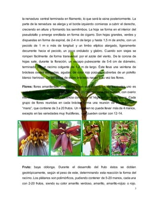 3
la nervadura central terminada en filamento, lo que será la vaina posteriormente. La
parte de la nervadura se alarga y el borde izquierdo comienza a cubrir el derecho,
creciendo en altura y formando los semilimbos. La hoja se forma en el interior del
pseudotallo y emerge enrollada en forma de cigarro. Son hojas grandes, verdes y
dispuestas en forma de espiral, de 2-4 m de largo y hasta 1,5 m de ancho, con un
peciolo de 1 m o más de longitud y un limbo elíptico alargado, ligeramente
decurrente hacia el peciolo, un poco ondulado y glabro. Cuando son viejas se
rompen fácilmente de forma transversal por el azote del viento. De la corona de
hojas sale, durante la floración, un escapo pubescente de 5-6 cm de diámetro,
terminado por un racimo colgante de 1-2 m de largo. Éste lleva una veintena de
brácteas ovales alargadas, agudas, de color rojo púrpura, cubiertas de un polvillo
blanco harinoso. De las axilas de estas brácteas nacen a su vez las flores.
Flores: flores amarillentas, irregulares y con seis estambres, de los cuales uno es
estéril, reducido a estaminodio petaloideo. El gineceo tiene tres pistilos, con ovario
ínfero. El conjunto de la inflorescencia constituye el “régimen” de la platanera. Cada
grupo de flores reunidas en cada bráctea forma una reunión de frutos llamada
“mano”, que contiene de 3 a 20 frutos. Un régimen no puede llevar más de 4 manos,
excepto en las variedades muy fructíferas, que pueden contar con 12-14.
Fruto: baya oblonga. Durante el desarrollo del fruto éstos se doblan
geotrópicamente, según el peso de este, determinando esta reacción la forma del
racimo. Los plátanos son polimórficos, pudiendo contener de 5-20 manos, cada una
con 2-20 frutos, siendo su color amarillo verdoso, amarillo, amarillo-rojizo o rojo.
 