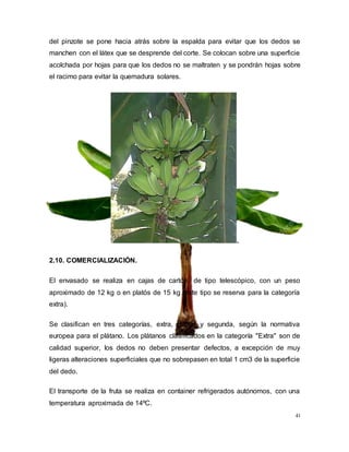 41
del pinzote se pone hacia atrás sobre la espalda para evitar que los dedos se
manchen con el látex que se desprende del corte. Se colocan sobre una superficie
acolchada por hojas para que los dedos no se maltraten y se pondrán hojas sobre
el racimo para evitar la quemadura solares.
.
2.10. COMERCIALIZACIÓN.
El envasado se realiza en cajas de cartón, de tipo telescópico, con un peso
aproximado de 12 kg o en platós de 15 kg (este tipo se reserva para la categoría
extra).
Se clasifican en tres categorías, extra, primer y segunda, según la normativa
europea para el plátano. Los plátanos clasificados en la categoría "Extra" son de
calidad superior, los dedos no deben presentar defectos, a excepción de muy
ligeras alteraciones superficiales que no sobrepasen en total 1 cm3 de la superficie
del dedo.
El transporte de la fruta se realiza en container refrigerados autónomos, con una
temperatura aproximada de 14ºC.
 
