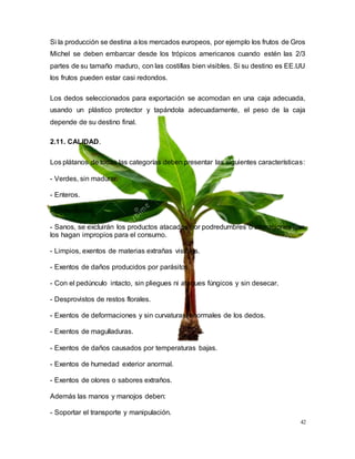 42
Si la producción se destina a los mercados europeos, por ejemplo los frutos de Gros
Michel se deben embarcar desde los trópicos americanos cuando estén las 2/3
partes de su tamaño maduro, con las costillas bien visibles. Si su destino es EE.UU
los frutos pueden estar casi redondos.
Los dedos seleccionados para exportación se acomodan en una caja adecuada,
usando un plástico protector y tapándola adecuadamente, el peso de la caja
depende de su destino final.
2.11. CALIDAD.
Los plátanos de todas las categorías deben presentar las siguientes características:
- Verdes, sin madurar.
- Enteros.
- Consistentes.
- Sanos, se excluirán los productos atacados por podredumbres o alteraciones que
los hagan impropios para el consumo.
- Limpios, exentos de materias extrañas visibles.
- Exentos de daños producidos por parásitos.
- Con el pedúnculo intacto, sin pliegues ni ataques fúngicos y sin desecar.
- Desprovistos de restos florales.
- Exentos de deformaciones y sin curvaturas anormales de los dedos.
- Exentos de magulladuras.
- Exentos de daños causados por temperaturas bajas.
- Exentos de humedad exterior anormal.
- Exentos de olores o sabores extraños.
Además las manos y manojos deben:
- Soportar el transporte y manipulación.
 