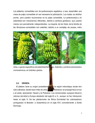 4
Los plátanos comestibles son de partenocarpia vegetativa, o sea, desarrollan una
masa de pulpa comestible sin ser necesaria la polinización. Los óvulos se atrofian
pronto, pero pueden reconocerse en la pulpa comestible. La partenocarpia y la
esterilidad son mecanismos diferentes, debido a cambios genéticos, que cuando
menos son parcialmente independientes. La mayoría de los frutos de la familia de
las Musáceas comestibles son estériles, debido a un complejo de causas, entre
otras, a genes específicos de esterilidad femenina, triploidía y cambios estructurales
cromosómicos, en distintos grados.
2.2. ORIGEN.
El plátano tiene su origen probablemente en la región indomalaya donde han
sido cultivados desde hace miles de años. Desde Indonesia se propagó hacia el sur
y el oeste, alcanzando Hawaii y la Polinesia. Los comerciantes europeos llevaron
noticias del árbol a Europa alrededor del siglo III a. C., aunque no fue introducido
hasta el siglo X. De las plantaciones de África Occidental los colonizadores
portugueses lo llevarían a Sudamérica en el siglo XVI, concretamente a Santo
Domingo.
 