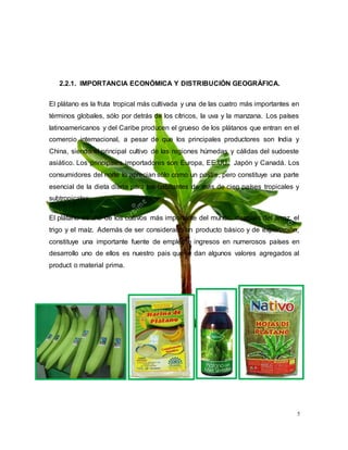 5
2.2.1. IMPORTANCIA ECONÓMICA Y DISTRIBUCIÓN GEOGRÁFICA.
El plátano es la fruta tropical más cultivada y una de las cuatro más importantes en
términos globales, sólo por detrás de los cítricos, la uva y la manzana. Los países
latinoamericanos y del Caribe producen el grueso de los plátanos que entran en el
comercio internacional, a pesar de que los principales productores son India y
China, siendo el principal cultivo de las regiones húmedas y cálidas del sudoeste
asiático. Los principales importadores son Europa, EE.UU., Japón y Canadá. Los
consumidores del norte lo aprecian sólo como un postre, pero constituye una parte
esencial de la dieta diaria para los habitantes de más de cien países tropicales y
subtropicales.
El plátano es uno de los cultivos más importante del mundo, después del arroz, el
trigo y el maíz. Además de ser considerado un producto básico y de exportación,
constituye una importante fuente de empleo e ingresos en numerosos países en
desarrollo uno de ellos es nuestro pais que le dan algunos valores agregados al
product o material prima.
 