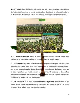 8
2.3.6. Vientos: Cuando éste excede los 20 km/hora, produce ruptura o rasgado de
las hojas, este fenómeno es común en los cultivos de plátano; el daño que involucra
el doblamiento de las hojas activas es un riesgo para la producción de la planta.
2.3.7. Humedad relativa: Afecta al cultivo en forma indirecta, porque favorece la
incidencia de enfermedades foliares en especial las de origen fungoso.
2.3.8. Luminosidad: La luz existente en el trópico es suﬁciente para el cultivo, pero
es factor importante, entre otros, para el desarrollo de las yemas o brotes laterales,
por lo que cortas distancias de siembra afectan el crecimiento de éstas y prolonga
el ciclo vegetativo. Las musáceas, en su hábitat natural, crecen y se desarrollan
satisfactoriamente en condiciones de semipenumbra, esto las protege de algunos
problemas ﬁtosanitarios como la sigatoka.
2.3.8.1. infuencia de la luna en el desarrollo del platano: considerando a los
astros como factor de crecimiento y desarrollo asi como el sol es un factor
imprescindible la luna juega un papel importante .
 