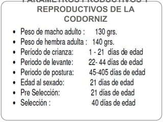 PARÁMETROS PRODUCTIVOS Y
REPRODUCTIVOS DE LA
CODORNIZ

 