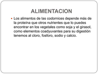 ALIMENTACION
 Los alimentos de las codornices depende más de

la proteína que otros nutrientes que lo puedes
encontrar en los vegetales como soja y el girasol,
como elementos coadyuvantes para su digestión
tenemos al cloro, fosforo, sodio y calcio.

 