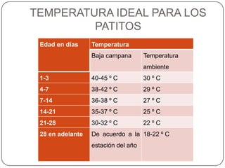 TEMPERATURA IDEAL PARA LOS
PATITOS
Edad en días

Temperatura
Baja campana

Temperatura
ambiente

1-3

40-45 º C

30 º C

4-7

38-42 º C

29 º C

7-14

36-38 º C

27 º C

14-21

35-37 º C

25 º C

21-28

30-32 º C

22 º C

28 en adelante

De acuerdo a la 18-22 º C
estación del año

 