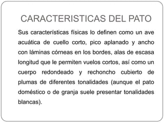 CARACTERISTICAS DEL PATO
Sus características físicas lo definen como un ave

acuática de cuello corto, pico aplanado y ancho
con láminas córneas en los bordes, alas de escasa
longitud que le permiten vuelos cortos, así como un

cuerpo redondeado y rechoncho cubierto de
plumas de diferentes tonalidades (aunque el pato
doméstico o de granja suele presentar tonalidades

blancas).

 