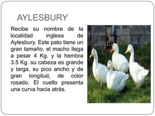 AYLESBURY
Recibe su nombre de la
localidad
inglesa
de
Aylesbury. Este pato tiene un
gran tamaño, el macho llega
a pesar 4 Kg. y la hembra
3.5 Kg. su cabeza es grande
y larga, su pico ancho y de
gran longitud, de color
rosado. El cuello presenta
una curva hacia atrás.

 