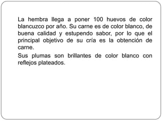 La hembra llega a poner 100 huevos de color
blancuzco por año. Su carne es de color blanco, de
buena calidad y estupendo sabor, por lo que el
principal objetivo de su cría es la obtención de
carne.
Sus plumas son brillantes de color blanco con
reflejos plateados.

 