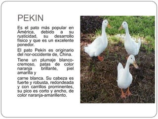 PEKIN
Es el pato más popular en
América, debido a su
rusticidad, su desarrollo
físico y que es un excelente
ponedor.
El pato Pekín es originario
del nor-occidente de, China.
Tiene un plumaje blancocremoso, patas de color
naranja
brillante,
piel
amarilla y
carne blanca. Su cabeza es
fuerte y robusta, redondeada
y con carrillos prominentes,
su pico es corto y ancho, de
color naranja-amarillento.

 