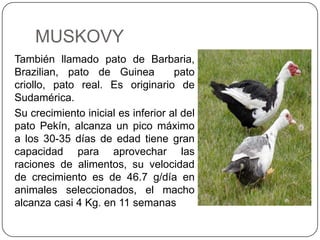 MUSKOVY
También llamado pato de Barbaria,
Brazilian, pato de Guinea
pato
criollo, pato real. Es originario de
Sudamérica.
Su crecimiento inicial es inferior al del
pato Pekín, alcanza un pico máximo
a los 30-35 días de edad tiene gran
capacidad para aprovechar las
raciones de alimentos, su velocidad
de crecimiento es de 46.7 g/día en
animales seleccionados, el macho
alcanza casi 4 Kg. en 11 semanas

 