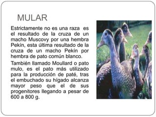 MULAR
Estrictamente no es una raza es
el resultado de la cruza de un
macho Muscovy por una hembra
Pekín, esta última resultado de la
cruza de un macho Pekín por
hembra de pato común blanco.
También llamado Moullard o pato
mulo, es el pato más utilizado
para la producción de paté, tras
el embuchado su hígado alcanza
mayor peso que el de sus
progenitores llegando a pesar de
600 a 800 g.

 