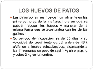 LOS HUEVOS DE PATOS
 Las patas ponen sus huevos normalmente en las

primeras horas de la mañana, hora en que se
pueden recoger los huevos y manejar de la
misma forma que se acostumbra con los de las
gallinas.
 Su periodo de incubación es de 35 días y su
velocidad de crecimiento es del orden de 46,7
g/día en animales seleccionados, alcanzando a
las 11 semanas un peso de casi 4 kg en el macho
y sobre 2 kg en la hembra.

 