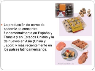  La producción de carne de

codorniz se concentra
fundamentalmente en España y
Francia y en Estados Unidos y la
de huevos en Asia (China y
Japón) y más recientemente en
los países latinoamericanos.

 