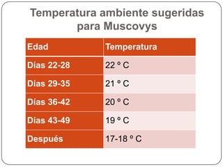 Temperatura ambiente sugeridas
para Muscovys
Edad

Temperatura

Días 22-28

22 º C

Días 29-35

21 º C

Días 36-42

20 º C

Días 43-49

19 º C

Después

17-18 º C

 