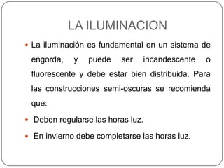 LA ILUMINACION
 La iluminación es fundamental en un sistema de

engorda,

y

puede

ser

incandescente

o

fluorescente y debe estar bien distribuida. Para
las construcciones semi-oscuras se recomienda
que:
 Deben regularse las horas luz.
 En invierno debe completarse las horas luz.

 