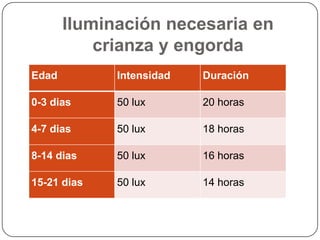 Iluminación necesaria en
crianza y engorda
Edad

Intensidad

Duración

0-3 dias

50 lux

20 horas

4-7 dias

50 lux

18 horas

8-14 dias

50 lux

16 horas

15-21 dias

50 lux

14 horas

 