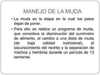 MANEJO DE LA MUDA
 La muda es la etapa en la cual los patos

dejan de poner.
 Para ello se realiza un programa de muda,
que considera la disminución del suministro
de alimento, el cambio a una dieta de muda
(de
baja
calidad
nutricional),
el
oscurecimiento del recinto y la separación de
machos y hembras durante un período de 13
semanas

 