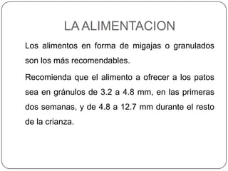 LA ALIMENTACION
Los alimentos en forma de migajas o granulados

son los más recomendables.
Recomienda que el alimento a ofrecer a los patos
sea en gránulos de 3.2 a 4.8 mm, en las primeras
dos semanas, y de 4.8 a 12.7 mm durante el resto
de la crianza.

 