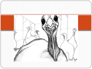 Cría y engorde de pavos

 