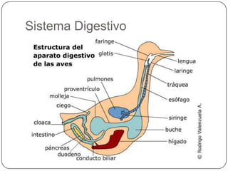 Sistema Digestivo

 