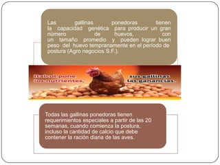 Las
gallinas
ponedoras
tienen
la capacidad genética para producir un gran
número
de
huevos,
con
un tamaño promedio y pueden lograr buen
peso del huevo tempranamente en el período de
postura (Agro negocios S.F.).

Todas las gallinas ponedoras tienen
requerimientos especiales a partir de las 20
semanas, cuando comienza la postura,
incluso la cantidad de calcio que debe
contener la ración diaria de las aves.

 