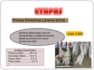 Pollitas Ponedoras Levante Inicial.

Alimento Balanceado para ser
Suministrado a pollitas de levante
desde la primera a la octava
semana de edad.

Análisis Garantizado
Proteina (Min) ........18.0 %
Humedad (Máx)......10.0 %
Grasa (Min) ..............5.0 %
Fibra (Máx) ................3.0 %

kcal: 2.800

 