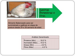 Gallinas
Ponedoras o
final.
Alimento Balanceado para ser
suministrado a gallinas en etapa de
postura desde 24 a 39 semana de edad.

Análisis Garantizado
Proteina (Min) ........18.0 %
Humedad (Máx)......10.0 %
Grasa (Min) ..............4.0 %
Fibra (Máx) ................4.0 %

 