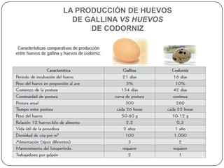 LA PRODUCCIÓN DE HUEVOS
DE GALLINA VS HUEVOS
DE CODORNIZ

 