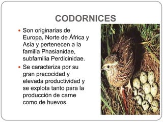 CODORNICES
 Son originarias de

Europa, Norte de África y
Asia y pertenecen a la
familia Phasianidae,
subfamilia Perdicinidae.
 Se caracteriza por su
gran precocidad y
elevada productividad y
se explota tanto para la
producción de carne
como de huevos.

 
