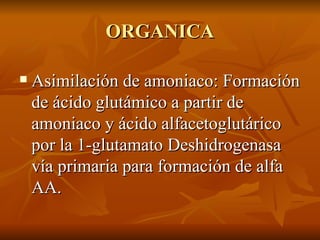 ORGANICA Asimilación de amoniaco: Formación de ácido glutámico a partir de amoniaco y ácido alfacetoglutárico por la 1-glutamato Deshidrogenasa vía primaria para formación de alfa AA. 