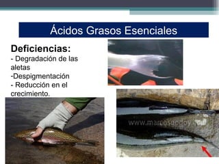Ácidos Grasos Esenciales
Deficiencias:
- Degradación de las
aletas
-Despigmentación
- Reducción en el
crecimiento.
 