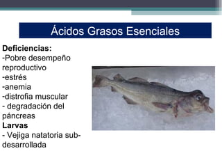 Ácidos Grasos Esenciales
Deficiencias:
-Pobre desempeño
reproductivo
-estrés
-anemia
-distrofia muscular
- degradación del
páncreas
Larvas
- Vejiga natatoria sub-
desarrollada
 