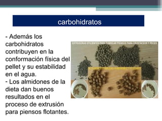 carbohidratos
- Además los
carbohidratos
contribuyen en la
conformación física del
pellet y su estabilidad
en el agua.
- Los almidones de la
dieta dan buenos
resultados en el
proceso de extrusión
para piensos flotantes.
 