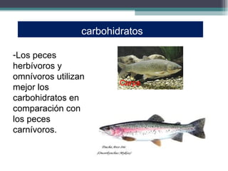 carbohidratos

-Los peces
herbívoros y
omnívoros utilizan
                         Carpa
mejor los
carbohidratos en
comparación con
los peces
carnívoros.
 