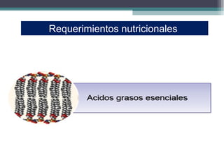 Requerimientos nutricionales
 