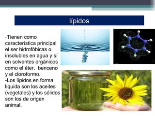 lípidos

-Tienen como
característica principal
el ser hidrofóbicas o
insolubles en agua y sí
en solventes orgánicos
como el éter, benceno
y el cloroformo.
-Los lípidos en forma
liquida son los aceites
(vegetales) y los sólidos
son los de origen
animal.
 