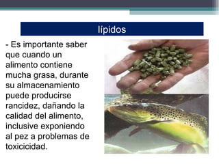 lípidos
- Es importante saber
que cuando un
alimento contiene
mucha grasa, durante
su almacenamiento
puede producirse
rancidez, dañando la
calidad del alimento,
inclusive exponiendo
al pez a problemas de
toxicicidad.
 