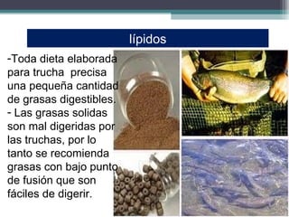 lípidos
-Toda dieta elaborada
para trucha precisa
una pequeña cantidad
de grasas digestibles.
- Las grasas solidas
son mal digeridas por
las truchas, por lo
tanto se recomienda
grasas con bajo punto
de fusión que son
fáciles de digerir.
 