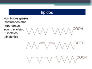 lípidos
-los ácidos grasos
insaturados mas
importantes
son: . el oleico
. Linoleico
. linolenico
 