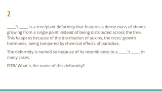 2
_____’s _____ is a tree/plant deformity that features a dense mass of shoots
growing from a single point instead of being distributed across the tree.
This happens because of the distribution of auxins, the trees’ growth
hormones, being tampered by chemical eﬀects of parasites.
The deformity is named so because of its resemblance to a _____’s _____ in
many cases.
FITB/ What is the name of this deformity?
 