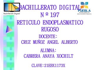 BACHILLERATO DIGITAL
Nº197
DOCENTE:
CRUZ MUÑOZ ANGEL ALBERTO
ALUMNA:
CABRERA ANAYA XOCHILT
RETICULO ENDOPLASMATICO
RUGOSO
CLAVE:21EBX1173X
 